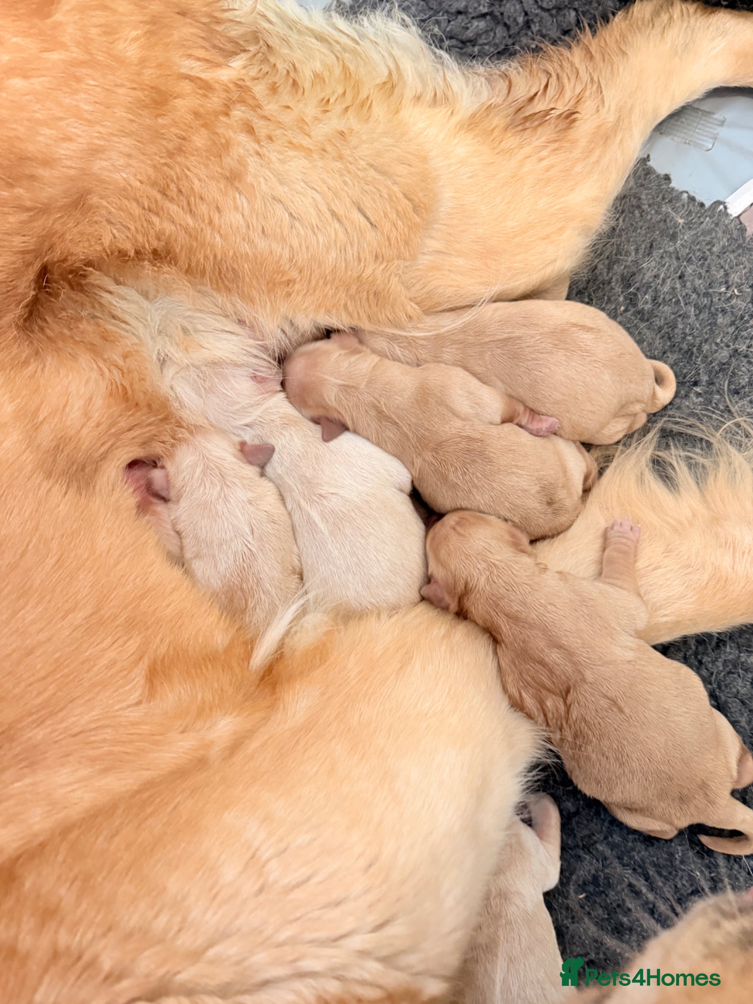 Golden Retriever dogs for sale: Beautiful Golden Retriever Puppys - Advert 19