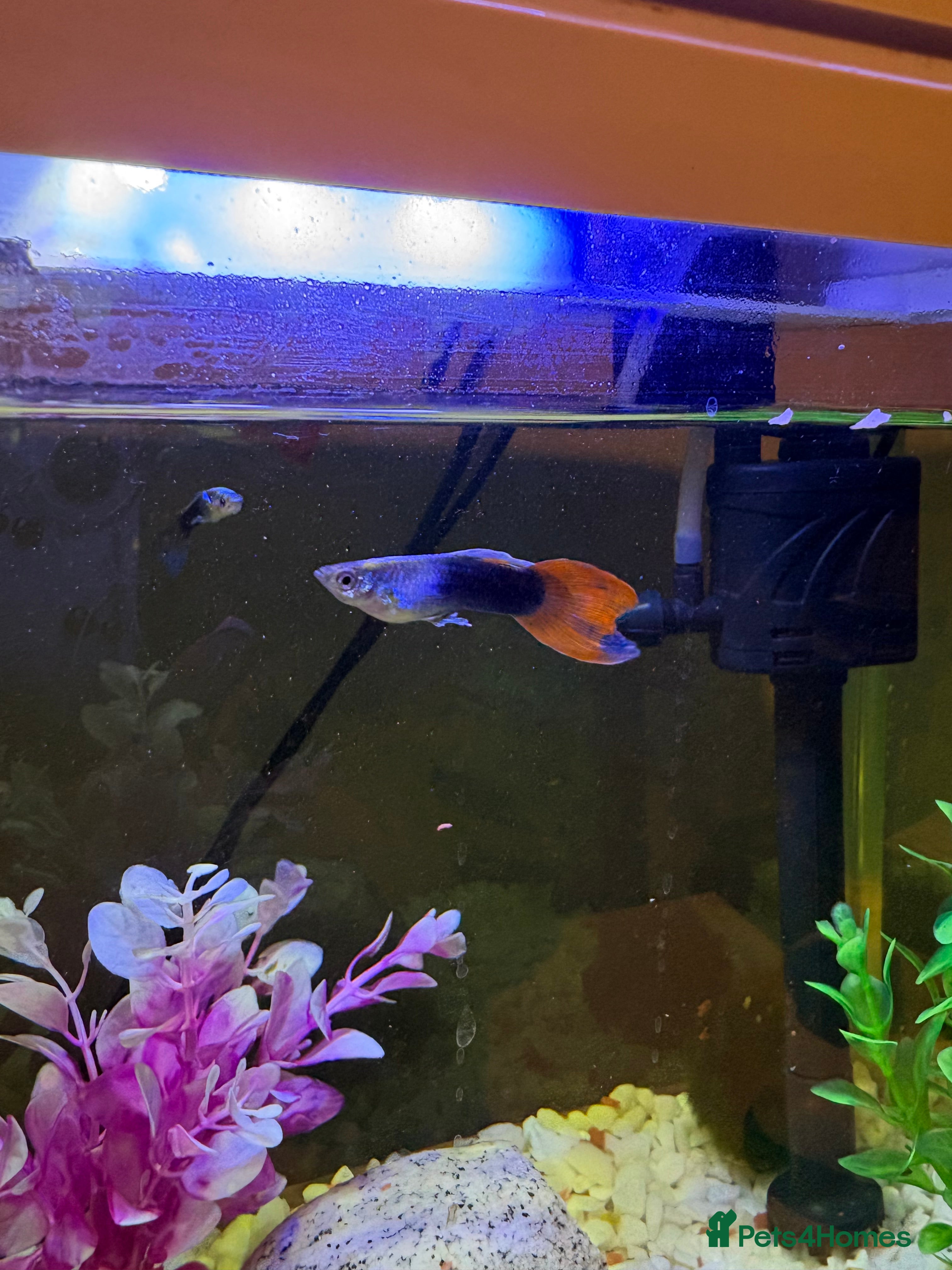 Other/Mixed Breed fish 4 Male Guppy - Advert 11