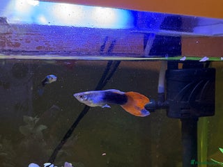 Other/Mixed Breed fish 4 Male Guppy - Advert 2