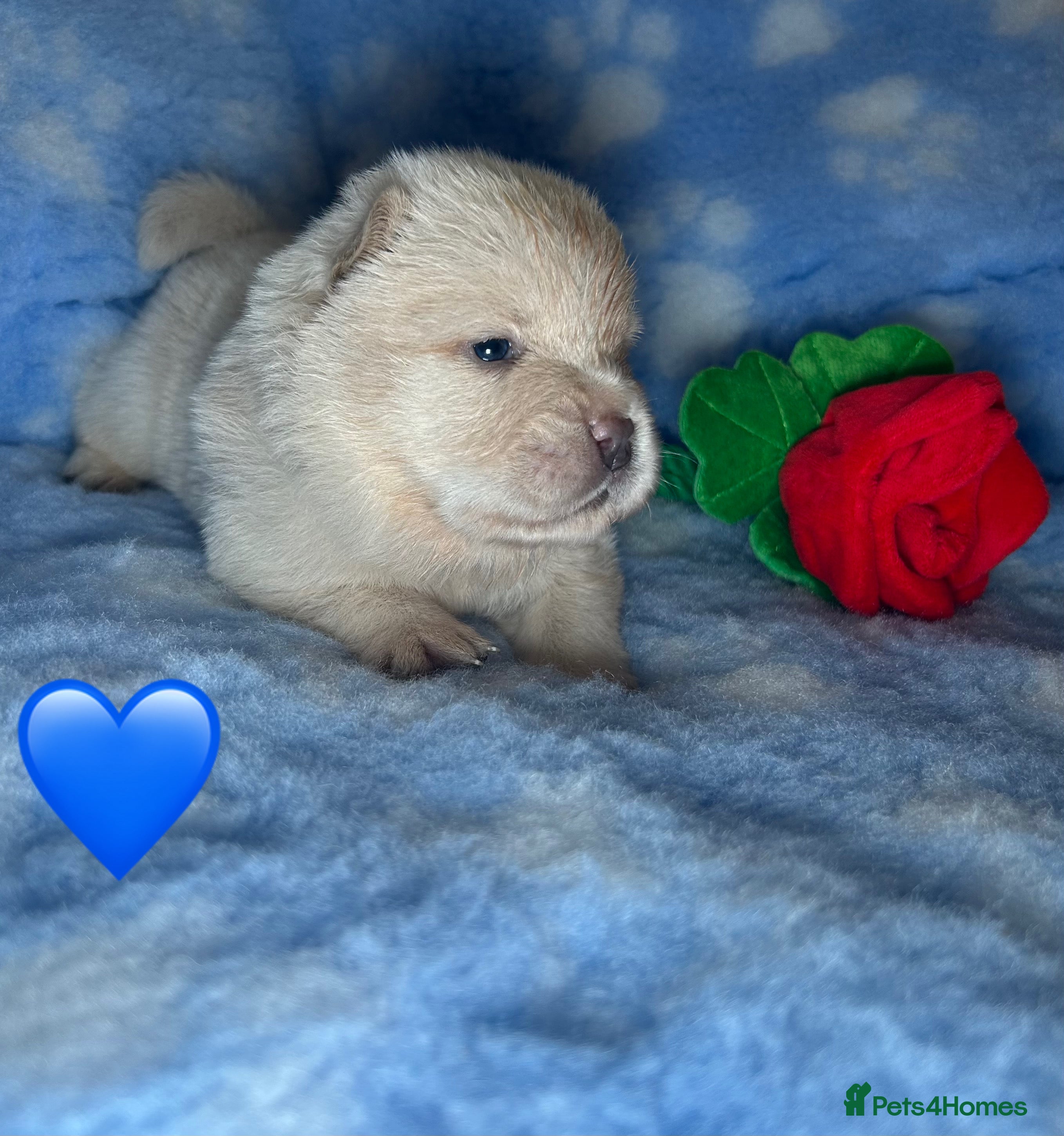 Chow Chow dogs 7 Stunning Chow Chow Puppies - Advert 6