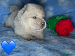 Chow Chow dogs 7 Stunning Chow Chow Puppies - Advert 12