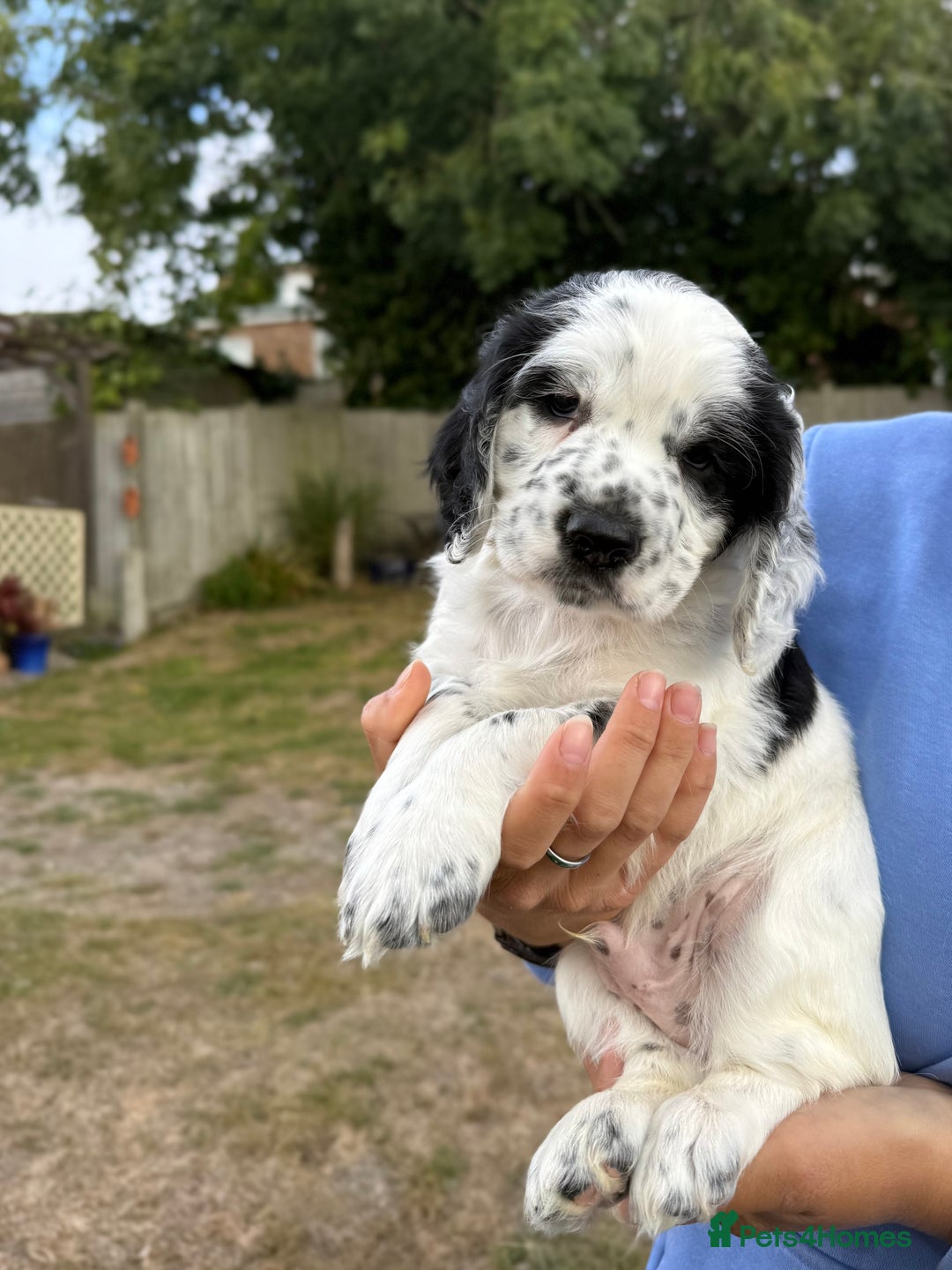 Cocker Spaniel dogs for sale: 2 pups left! Gorgeous Working Cocker Spaniels - Image 7