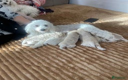 Toy Poodle dogs for sale: BOBBY THE POODLE LOOKING FOR ITS FOREVER HOME  - Image 5