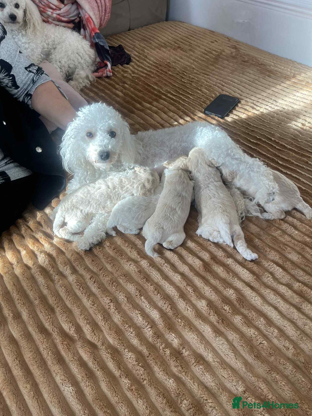 Toy Poodle dogs for sale: BOBBY THE POODLE LOOKING FOR ITS FOREVER HOME  - Image 5