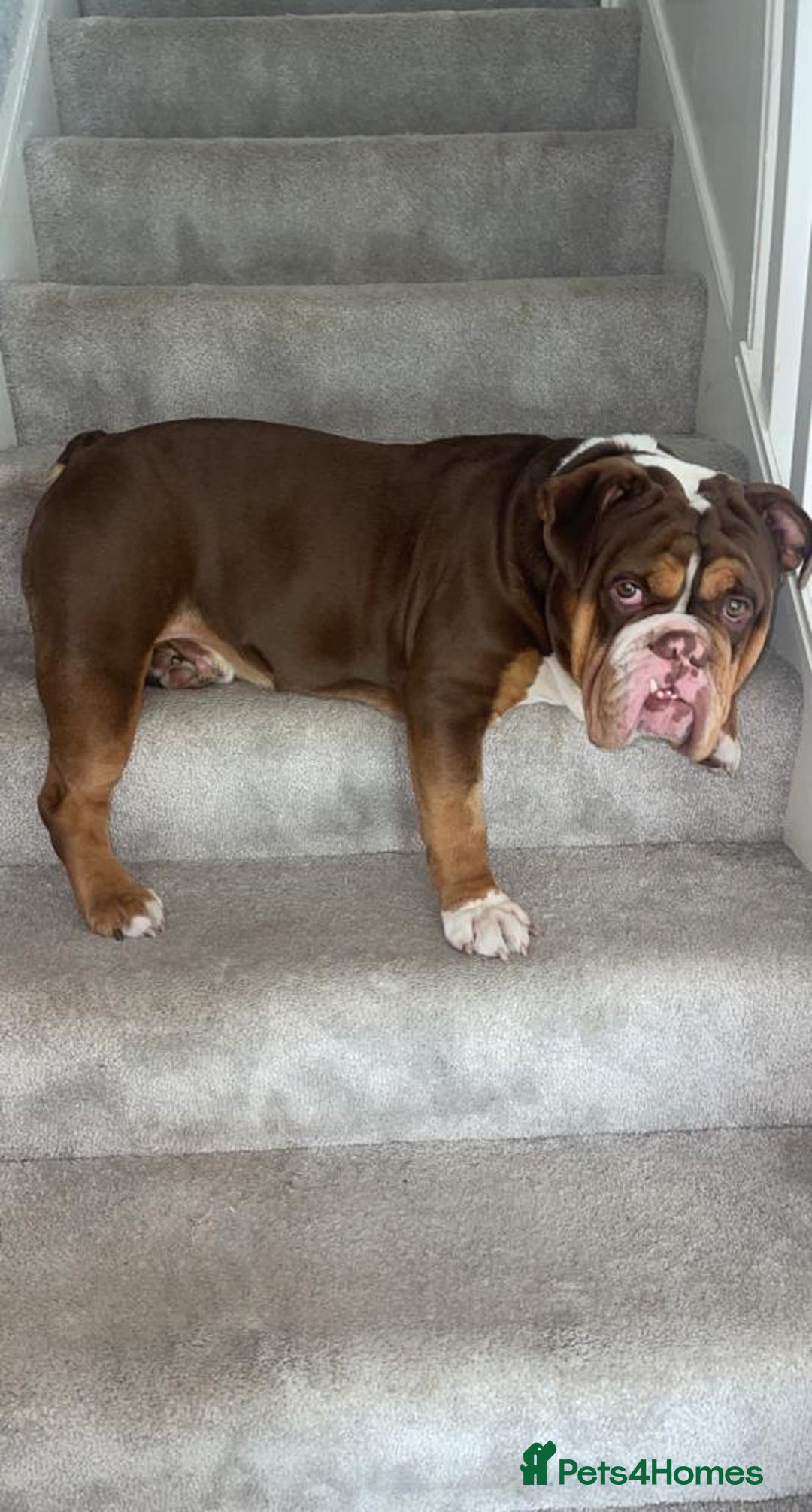 English Bulldog dogs for stud: STUD FOR HIRE - Advert 6