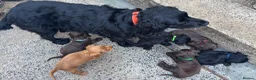 Cocker Spaniel dogs for sale: Cocker Spaniel Puppies - Advert 34