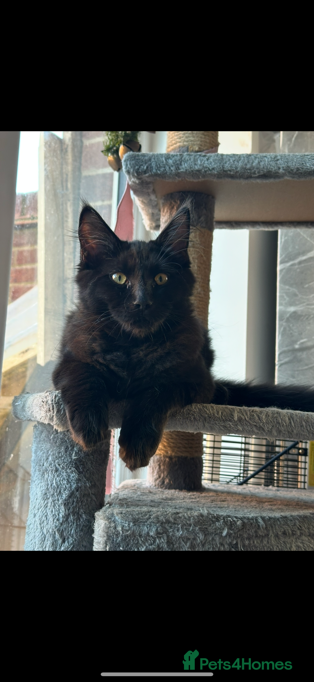 Maine Coon cats for sale: Maine coon for sale  - Advert 1