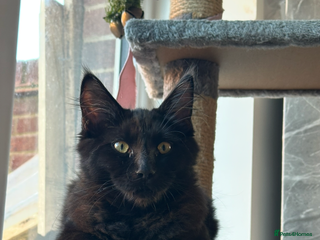 Maine Coon cats Maine coon for sale - Advert 3