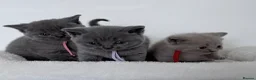 British Shorthair cats for sale: pure british shorthair kittens  - Advert 37