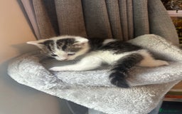 Mixed Breed cats for sale: Adorable Playful Happy Mixed breed kittens - Image 18