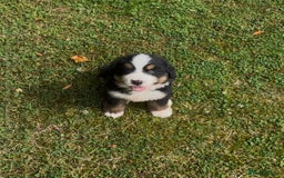 Bernese Mountain Dog dogs for sale: KC Reg Bernese Mountain Dog Puppies - Image 7