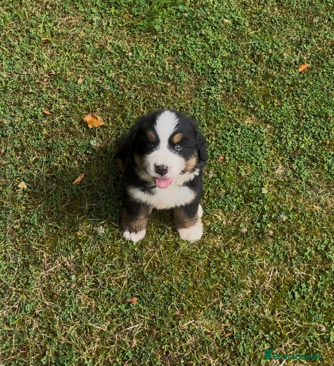 Bernese Mountain Dog dogs for sale: KC Reg Bernese Mountain Dog Puppies - Image 7
