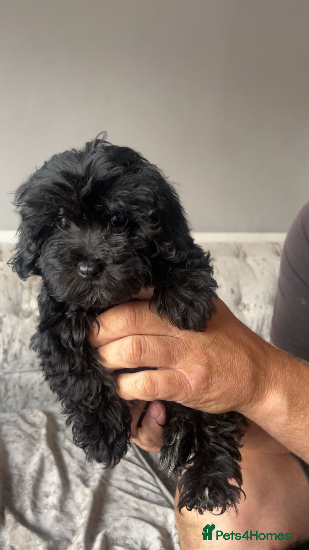 Maltipoo dogs for sale: Adorable Maltipoo puppies  - Image 8