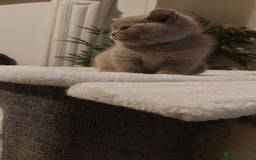 British Shorthair cats for sale: STUNNING BSH LILAC KITTENS 3 MALES/1 FEMALE  - Advert 13