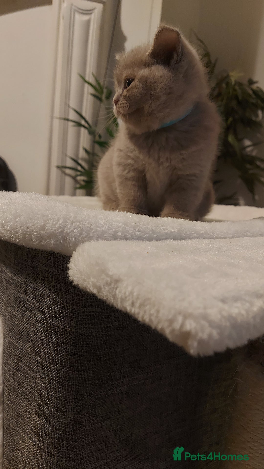 British Shorthair cats for sale: STUNNING BSH LILAC KITTENS 3 MALES/1 FEMALE  - Advert 13