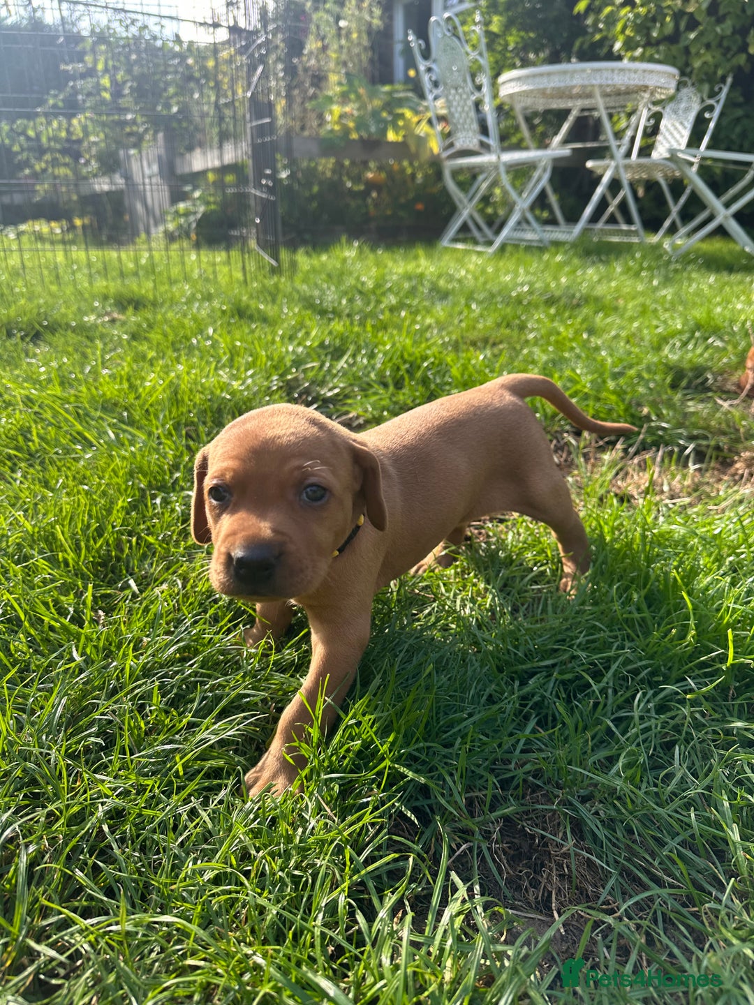 Mixed Breed dogs for sale: Vizla x Fox Red Lab (75/25) Puppies - Image 34