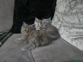 Persian cats 3 stunning Persian kittens ready now. - Advert 7