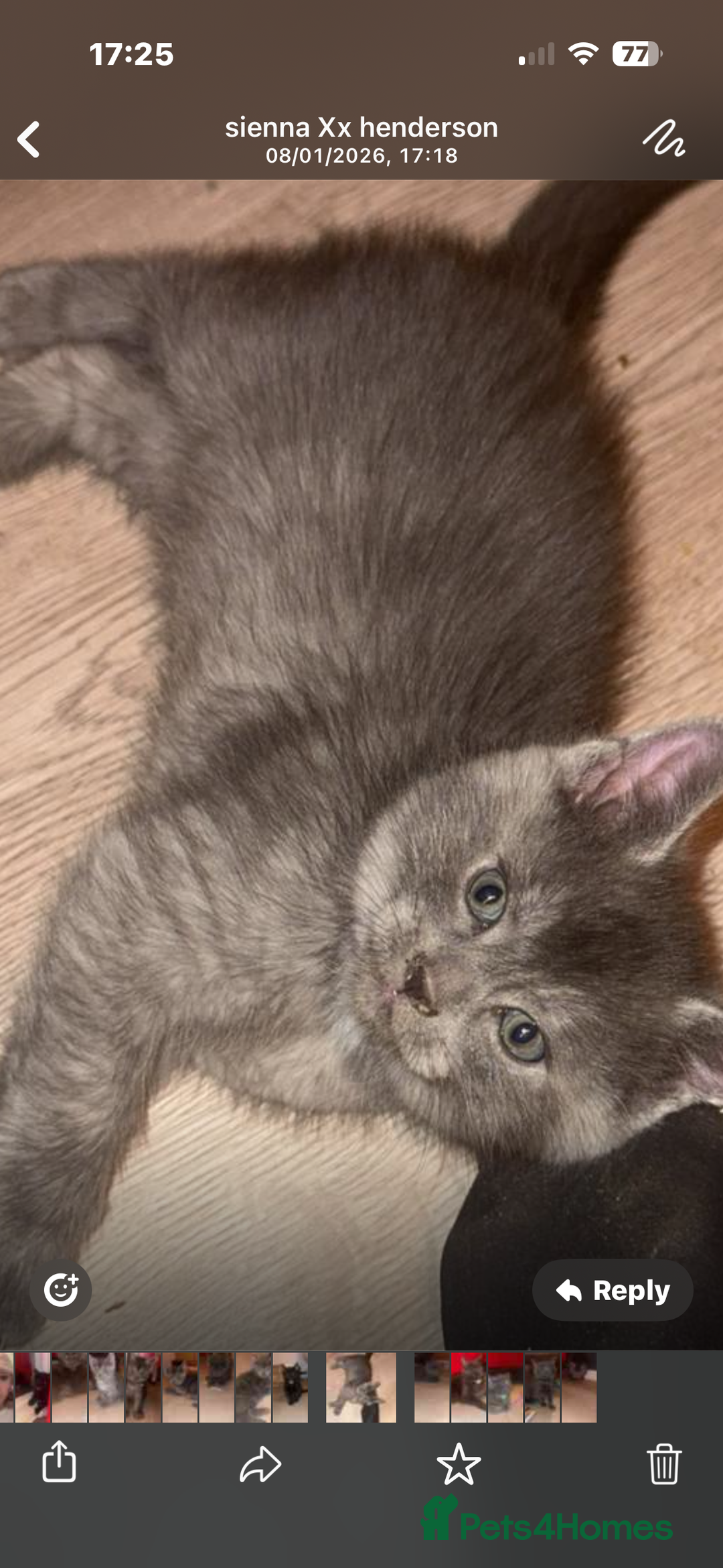 Mixed Breed cats for sale: Mainecoon cross - Advert 5