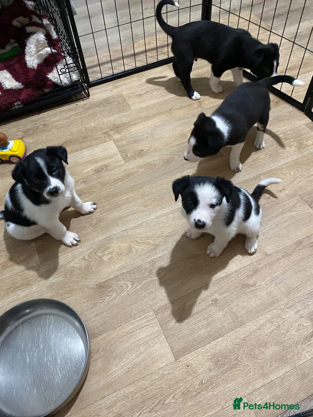 Border Collie dogs for sale: Border collies  - Advert 2