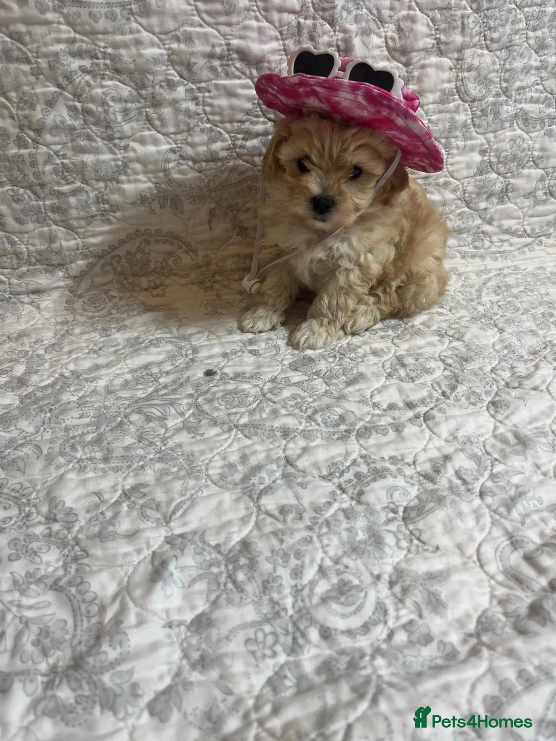 Maltipoo dogs for sale: 🤩 4 stunning f1 Maltipoo 🤩 - Advert 6