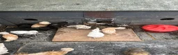 Chickens poultry for sale: Polish, Silkies, Pekins  - Advert 4