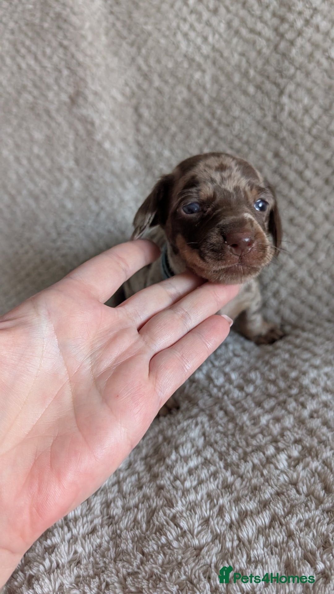 Dachshund dogs for sale: Dachshunds  - Image 12
