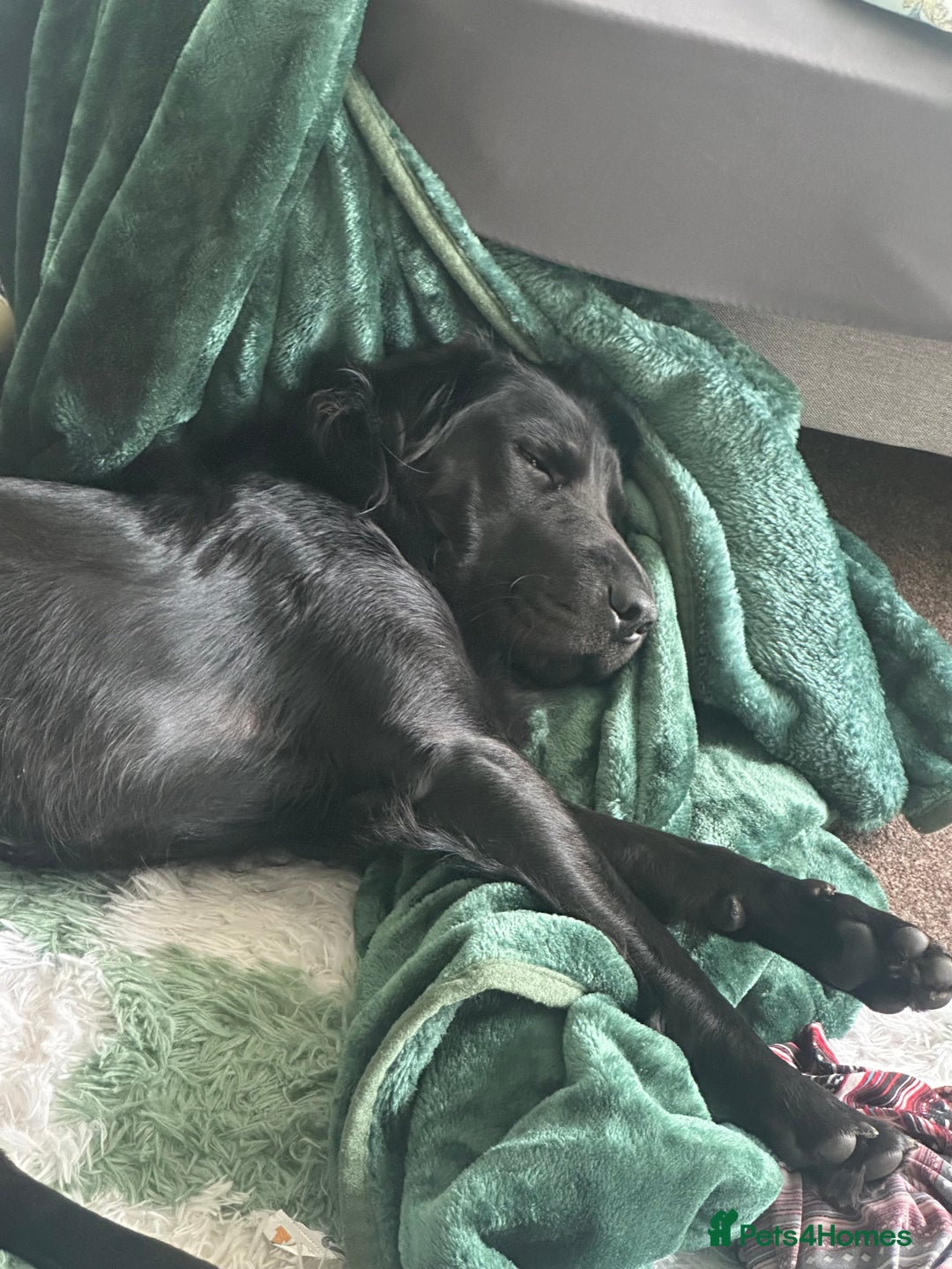 Mixed Breed dogs for sale: Ashly needs a new home asap! 🫶 - Advert 6