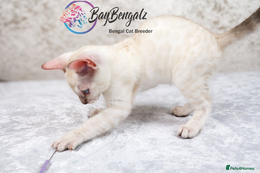 Bengal cats for sale: 1 Boy left, Bengal Snow kittens from RW TGC Sire - Image 23