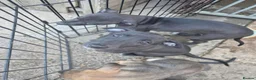 Whippet dogs for sale: Mixed Whippets  - Advert 16