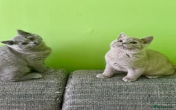 British Shorthair cats for sale: Beautiful British Shorthair kittens - Image 2