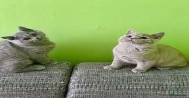 British Shorthair cats - Advert 12