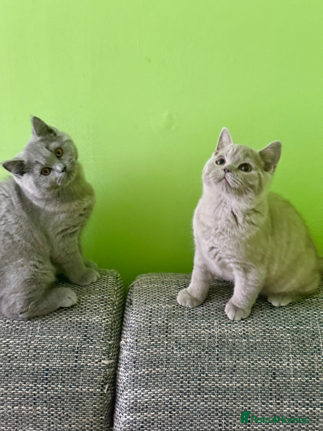 British Shorthair cats for sale: Beautiful British Shorthair kittens - Image 2