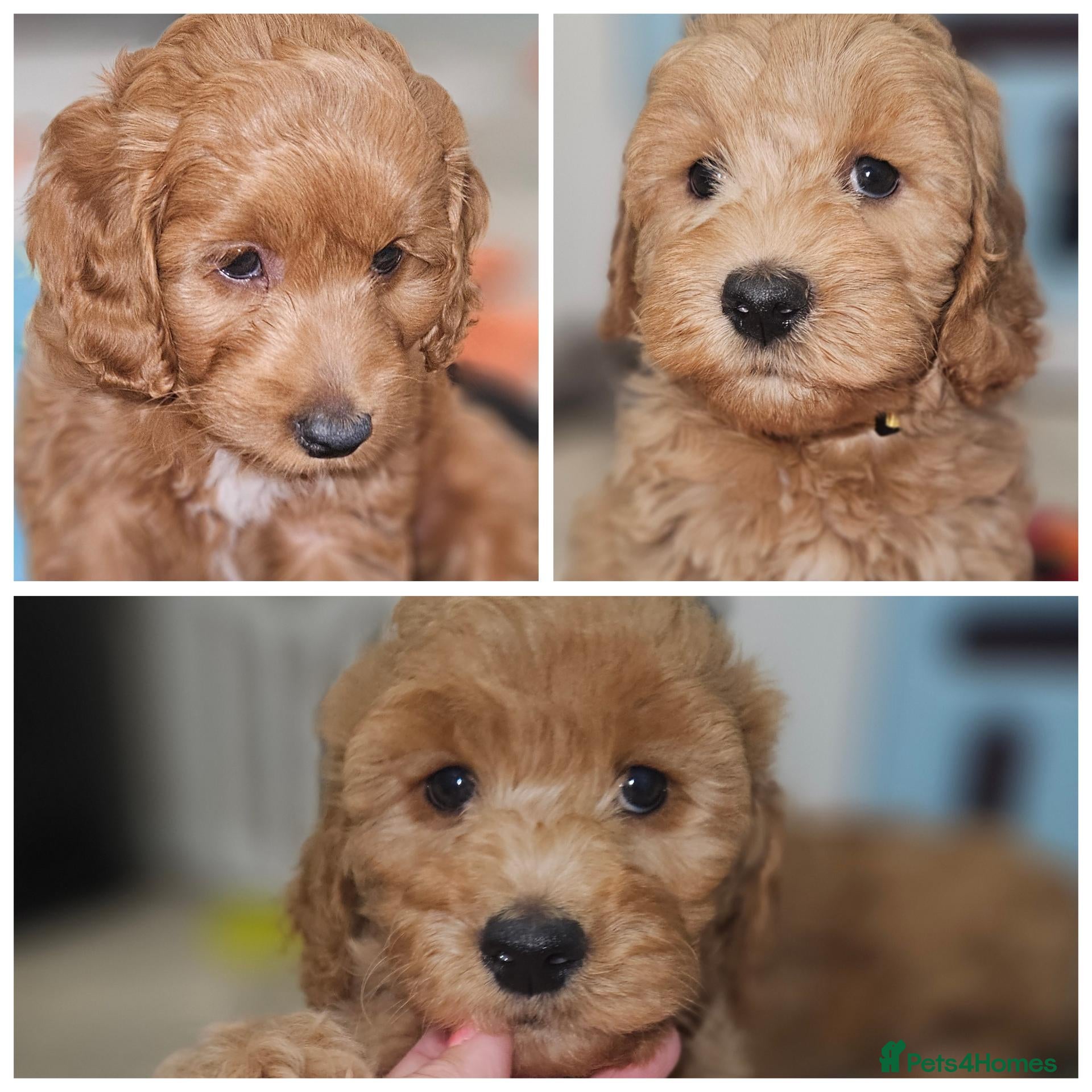 Cockapoo dogs Ready for loving homes licensed, cockapoo girls  - Advert 1
