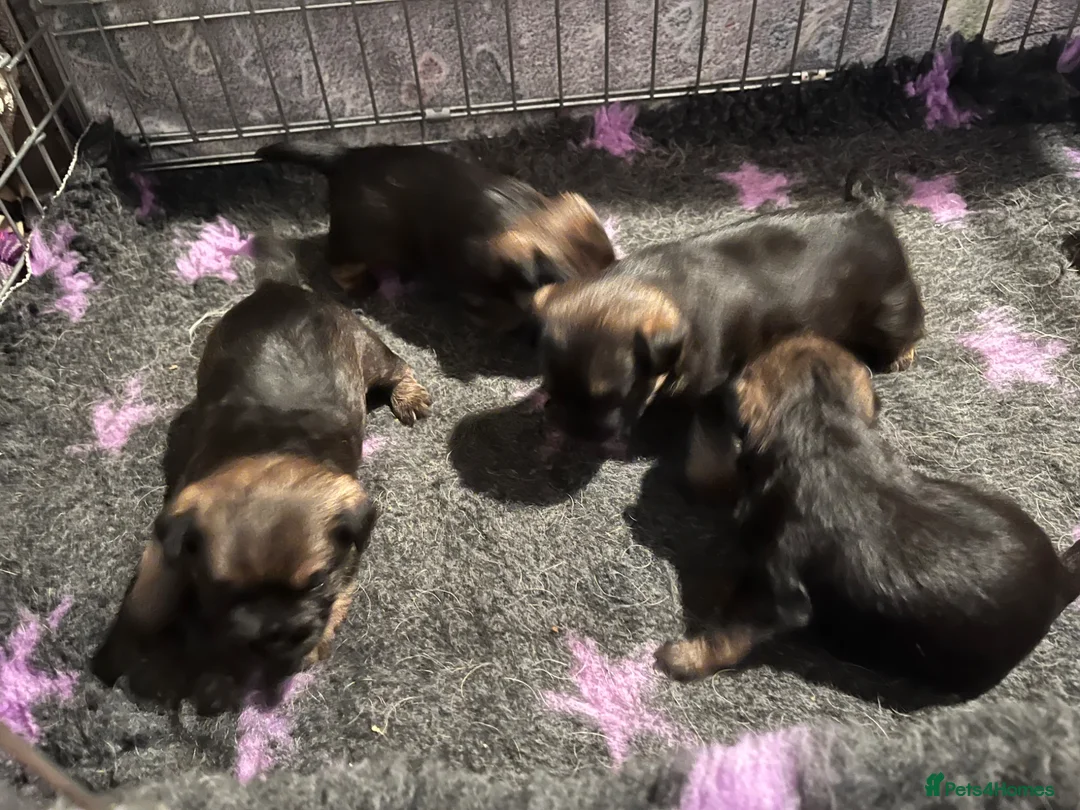 Border Terrier dogs for sale: Loving little border terriers(KC registered) - Advert 7