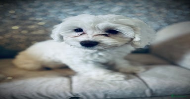 Cockapoo dogs - Advert 15