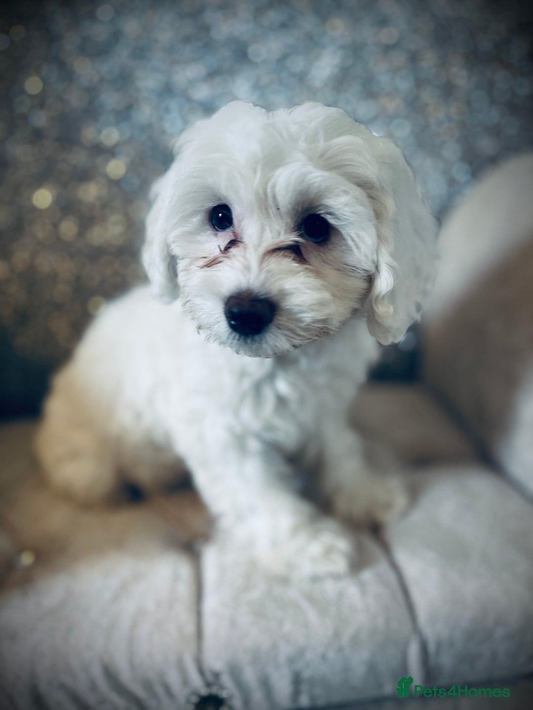 Cockapoo dogs for sale: Stunning f1b cockapoos  - Image 2
