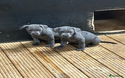 Staffordshire Bull Terrier dogs for sale:  ‼️1Blue Staffordshire Bull Terrier ready to go‼️  - Image 3