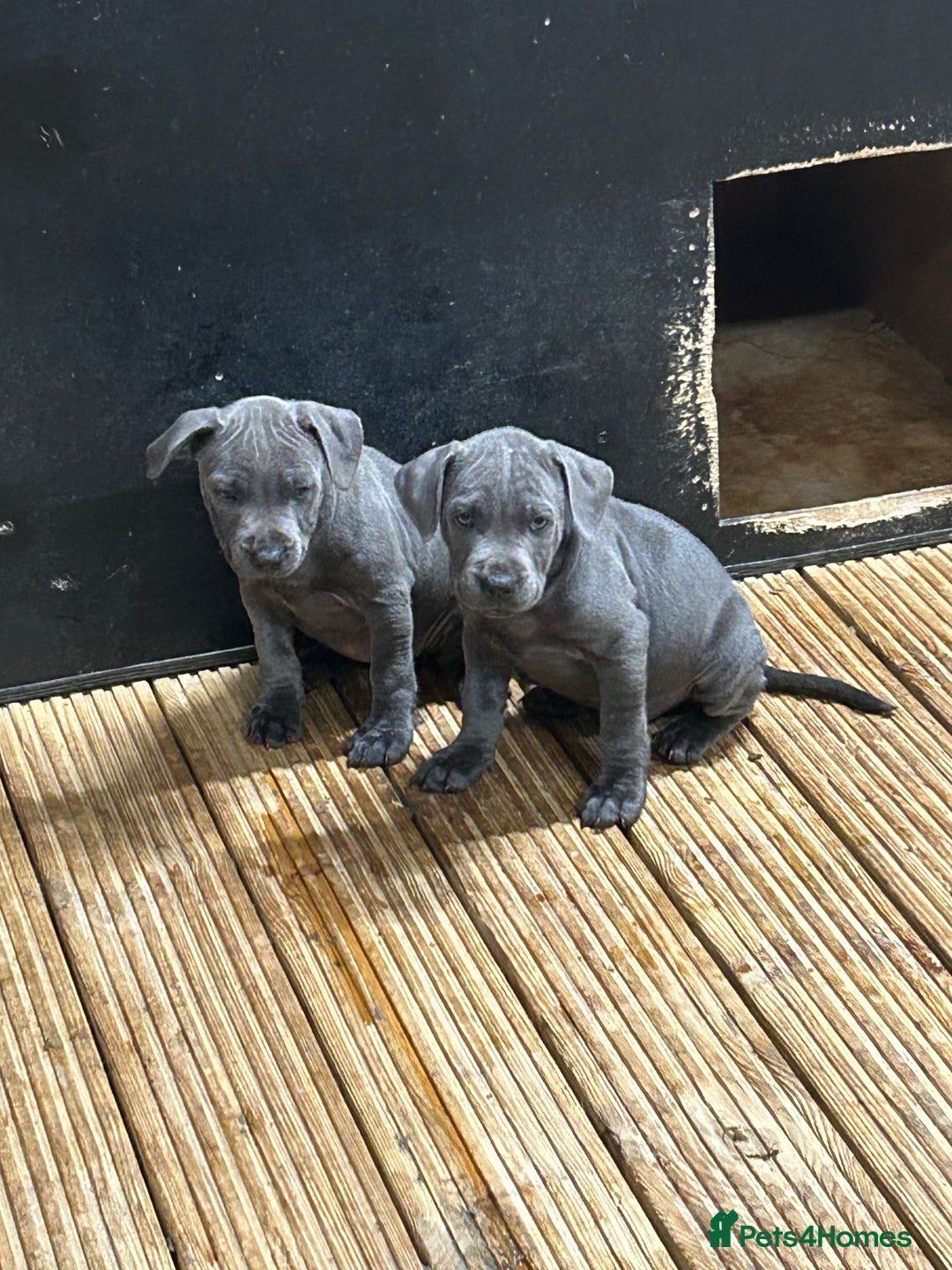 Staffordshire Bull Terrier dogs for sale:  ‼️1Blue Staffordshire Bull Terrier ready to go‼️  - Image 3