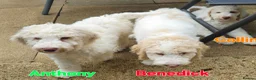 Labradoodle dogs for sale: NOW £1000!! standard multi-gen labradoodles  - Advert 10
