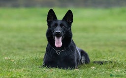 German Shepherd dogs for sale: Nix female  - Image 2