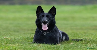 German Shepherd dogs - Advert 5