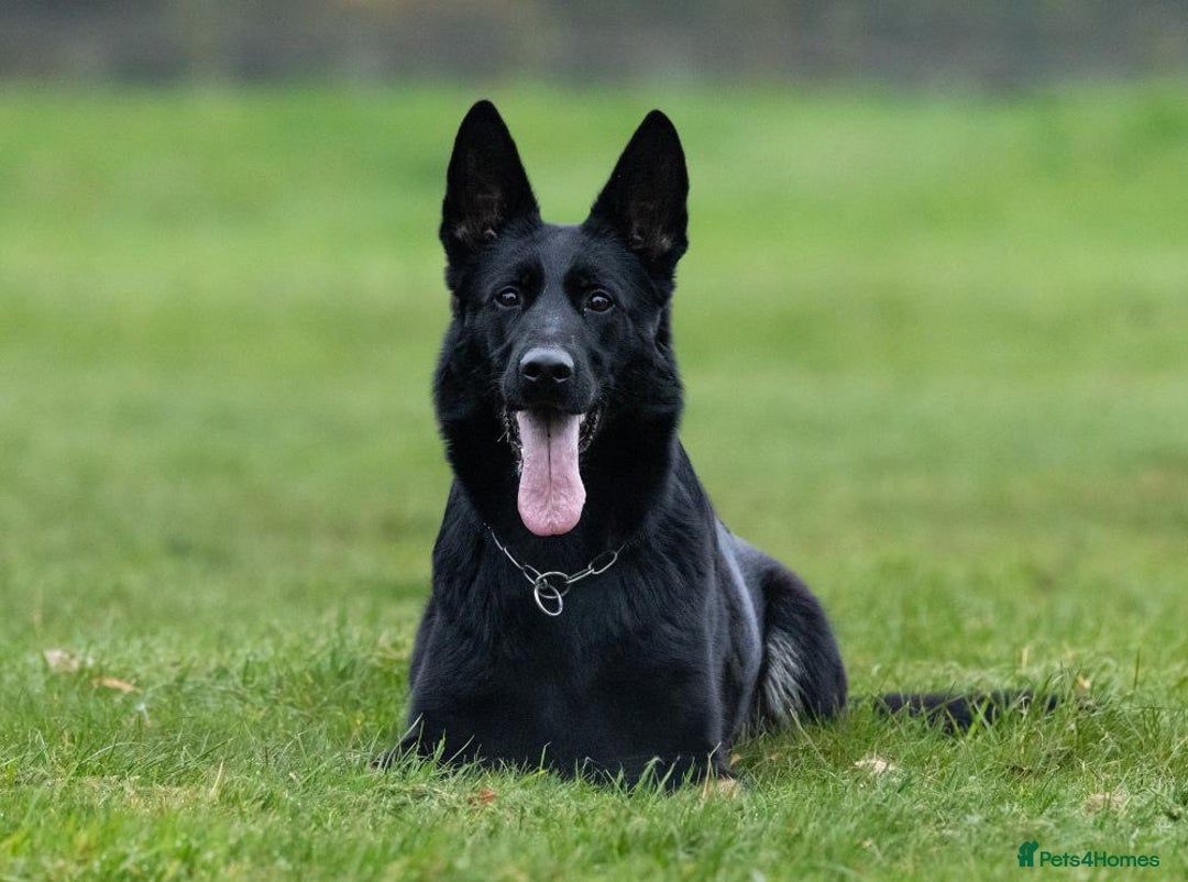 German Shepherd dogs for sale: Nix female  - Image 2