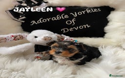 Yorkshire Terrier dogs for sale: ❤️1 Beautiful Girl Biewer Yorkshire Terriers🌟 - Image 7
