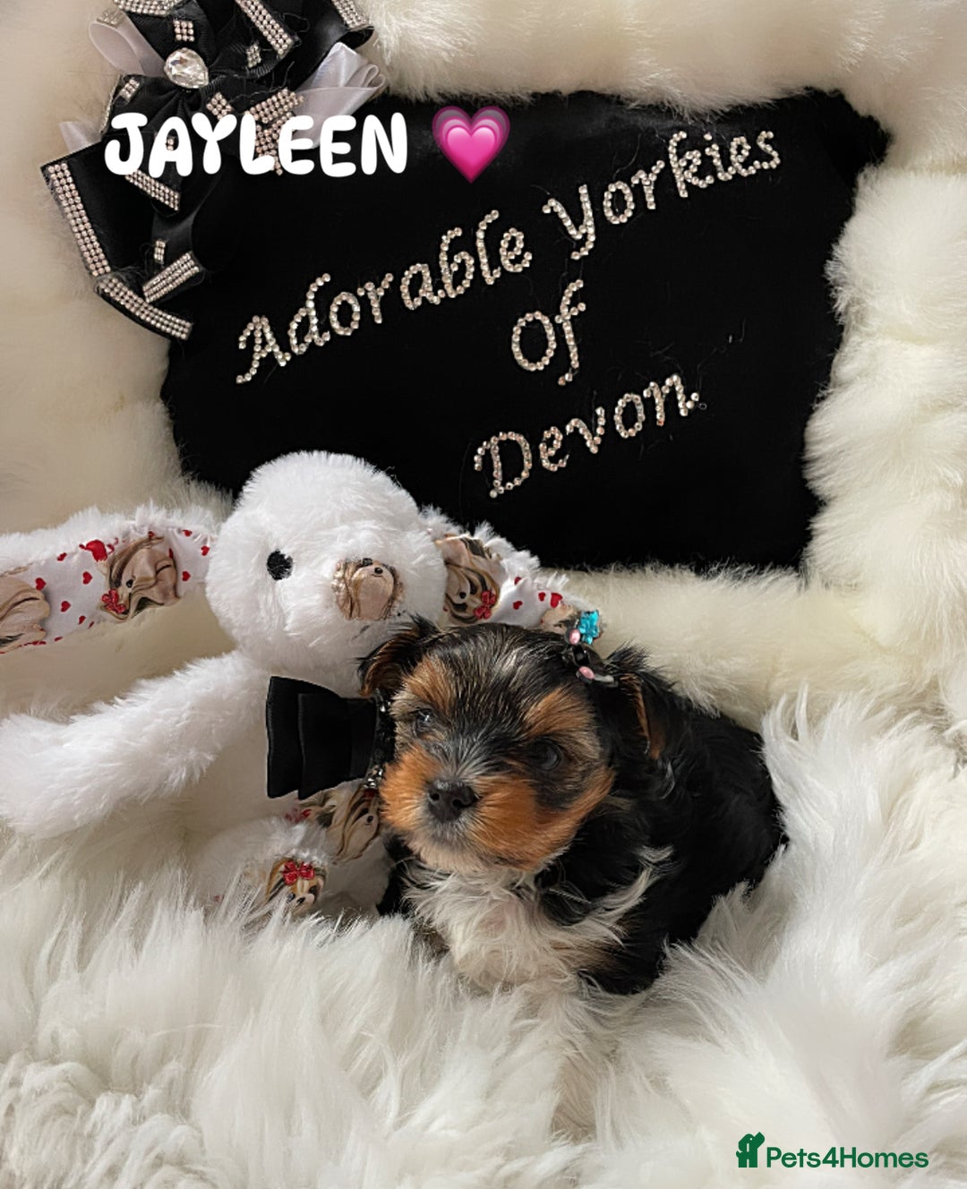 Yorkshire Terrier dogs for sale: ❤️1 Beautiful Girl Biewer Yorkshire Terriers🌟 - Image 7