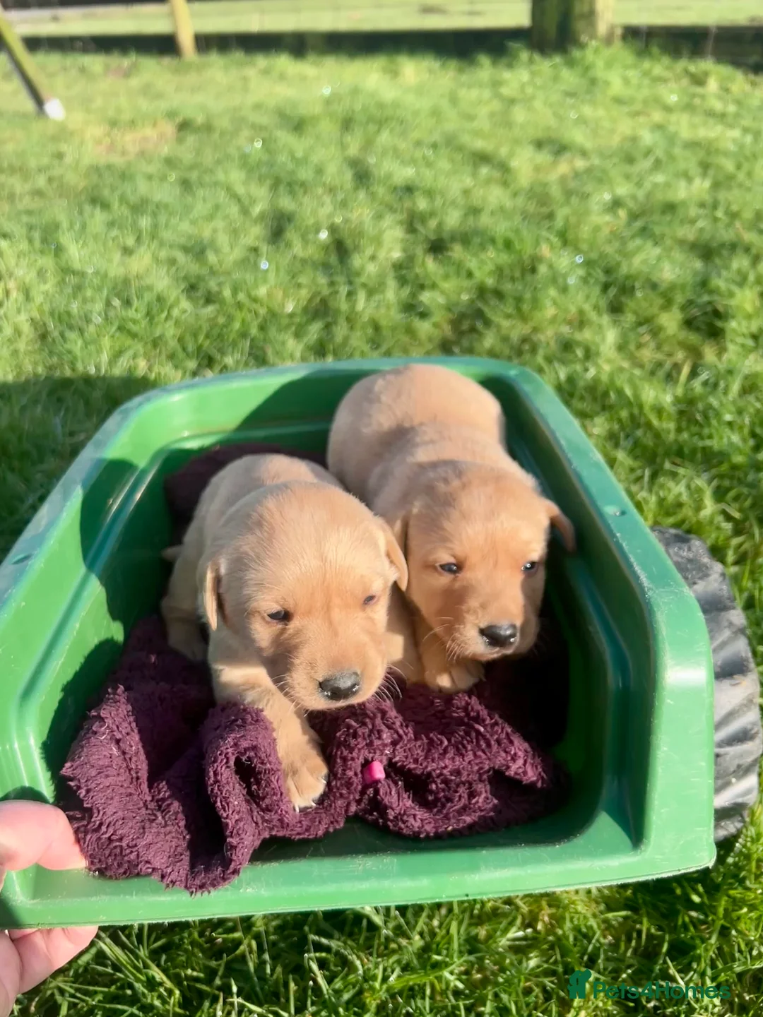 Labrador Retriever dogs for sale: Labrador Puppies - Advert 27