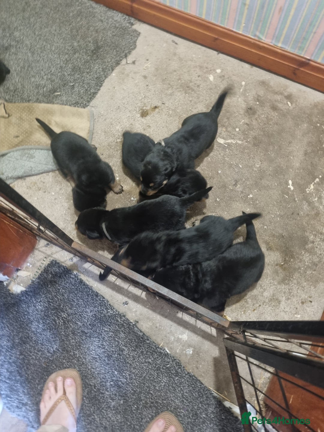 Rottweiler dogs for sale: Rottweiler puppy's  in Stoke-on-Trent - Image 15