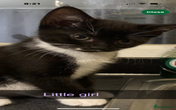 Mixed Breed cats for sale: 2 twin girls - Image 3