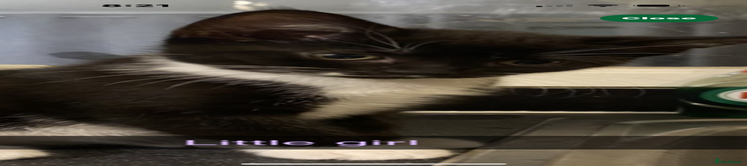 Mixed Breed Kitten 2