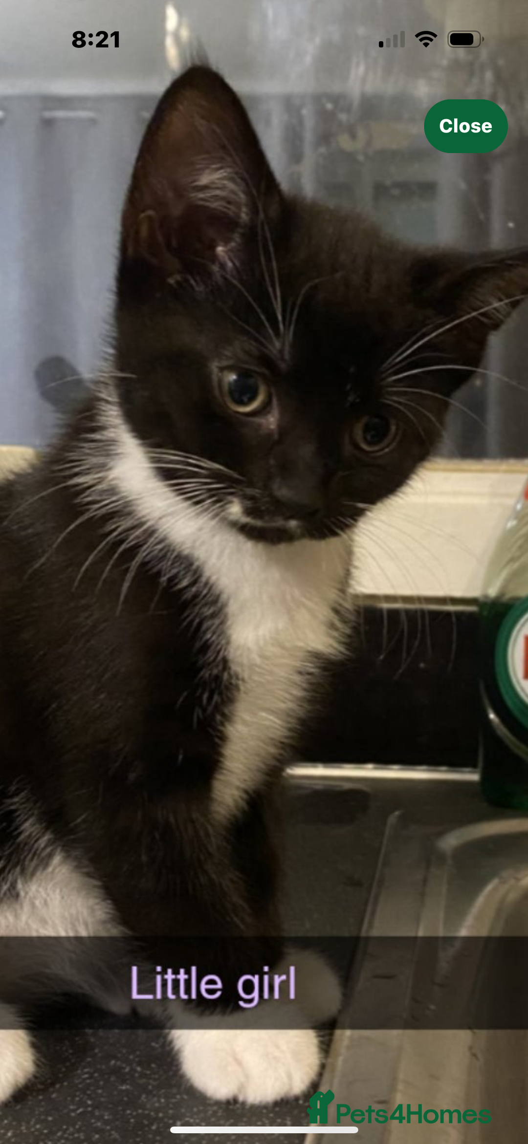 Mixed Breed cats for sale: 2 twin girls - Image 3