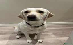 Labrador Retriever dogs for sale: 🐾🥰 Only 4 beautiful boys left  - Image 5